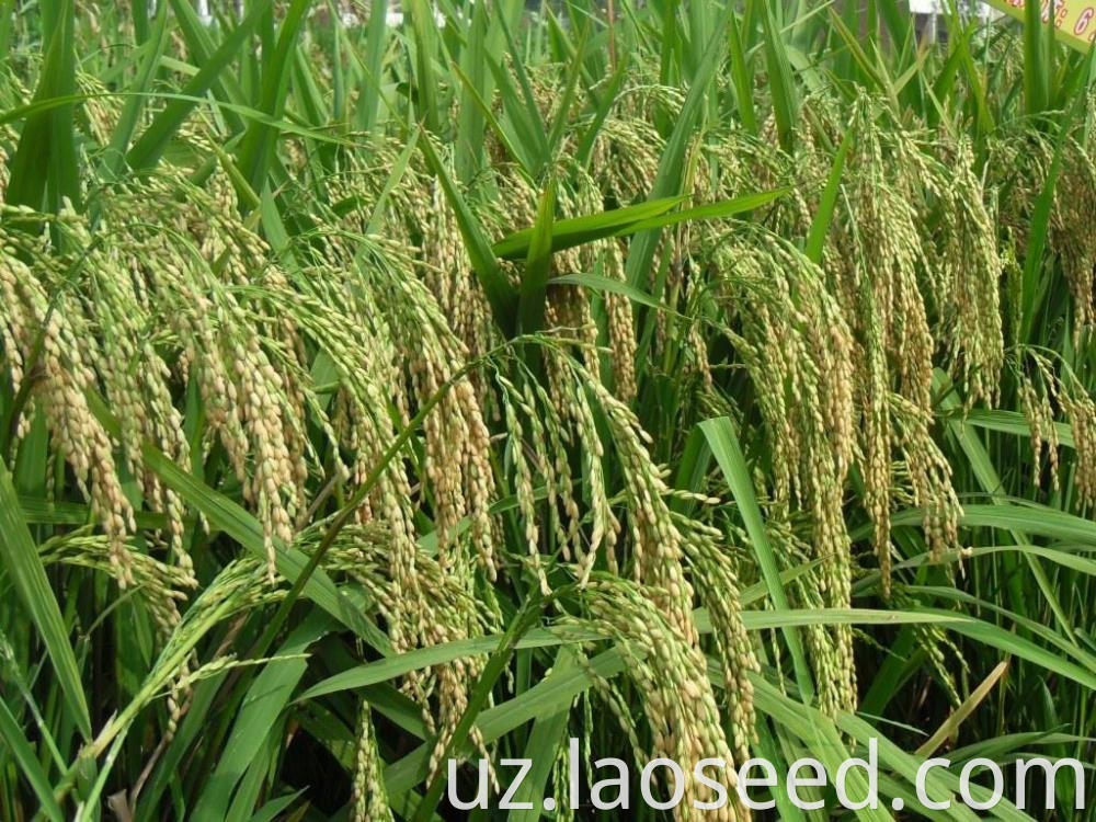 Rice Seed